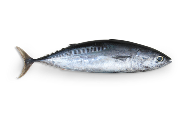 OTHER SPECIES - Ecuador