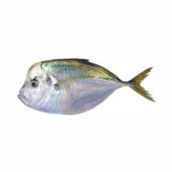 OTHER SPECIES - Perú