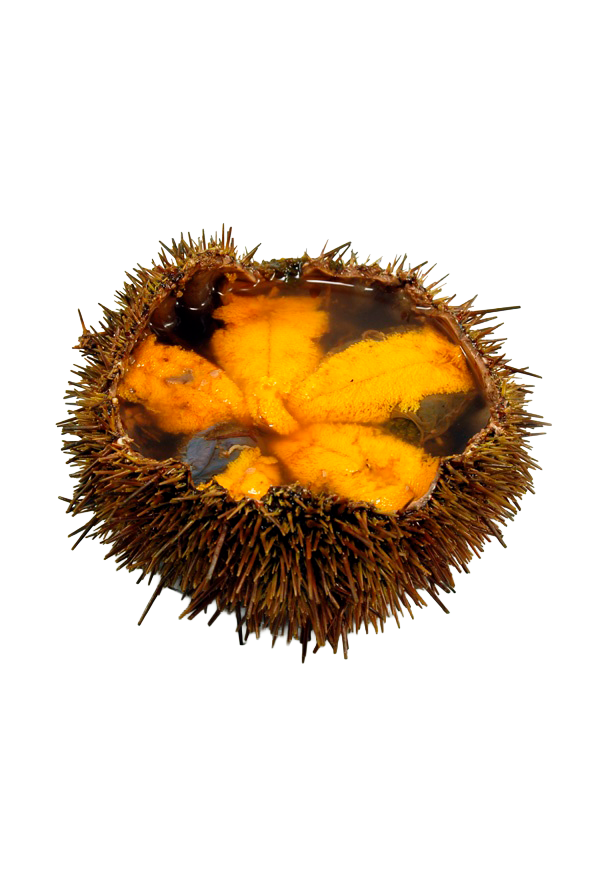 SEA URCHIN