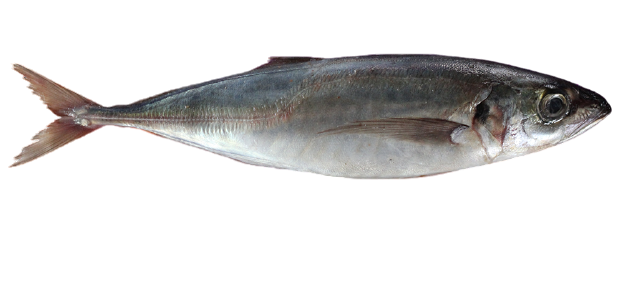 HORSE MACKEREL / JACK MACKEREL