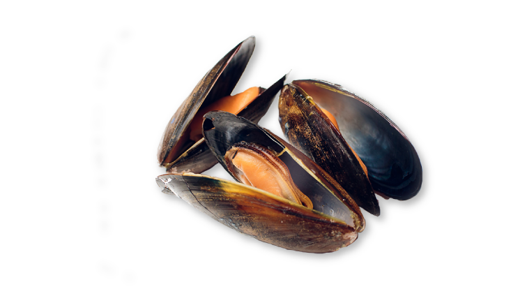 OTHER SPECIES - Chile