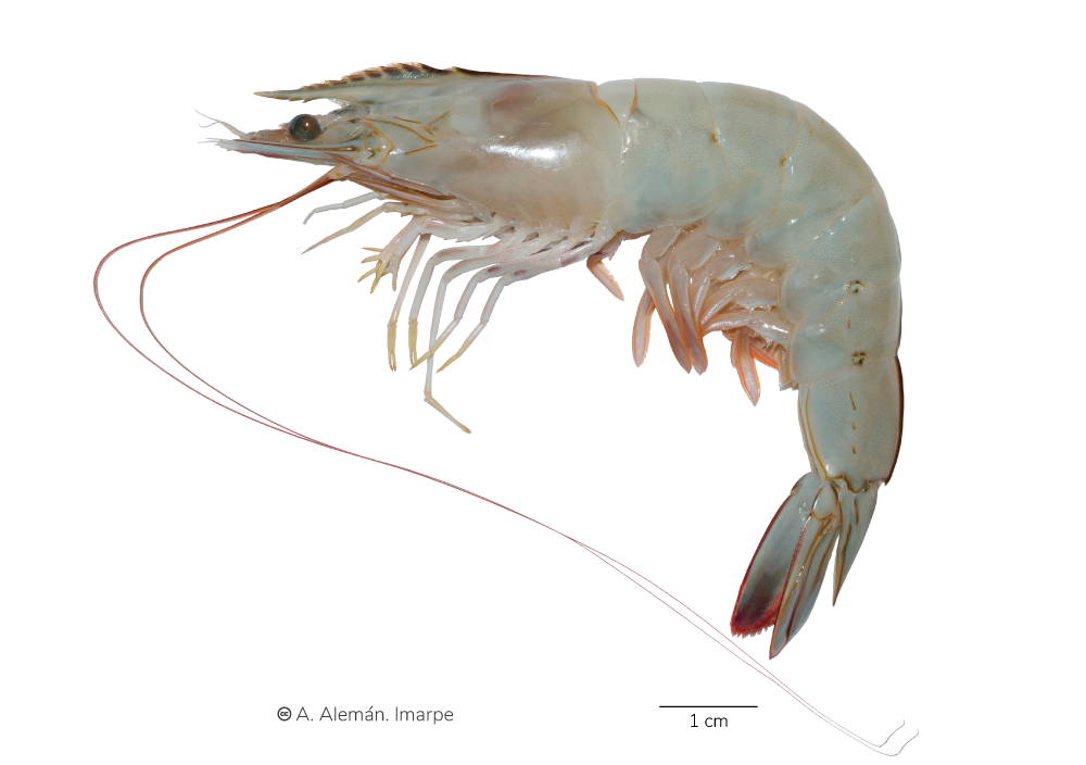 SHRIMPS - Ecuador