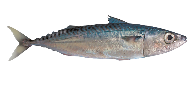 MACKEREL