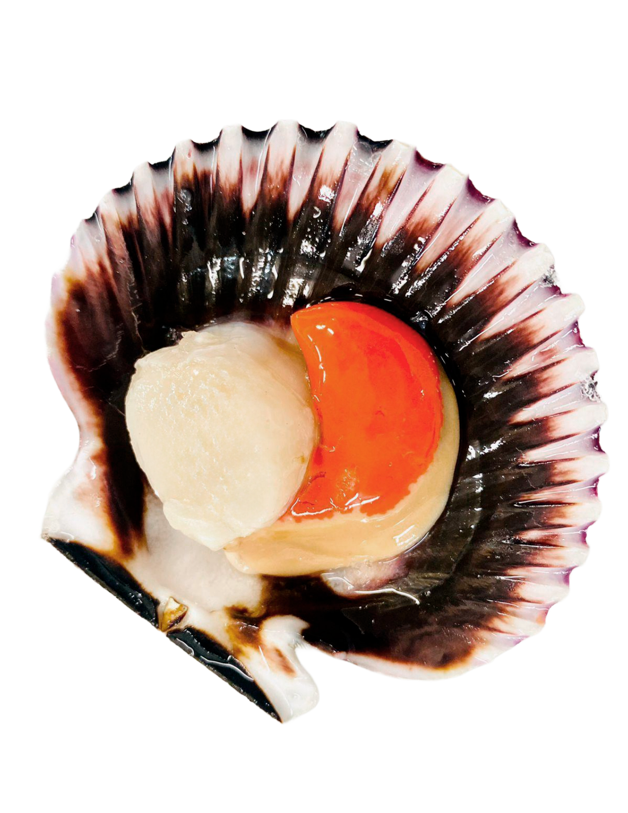 SCALLOPS