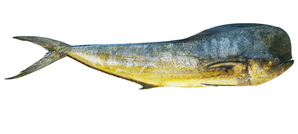 MAHI MAHI