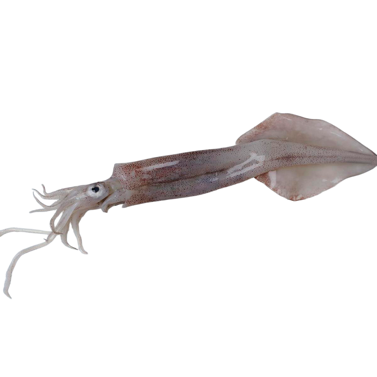 SQUID - Perú