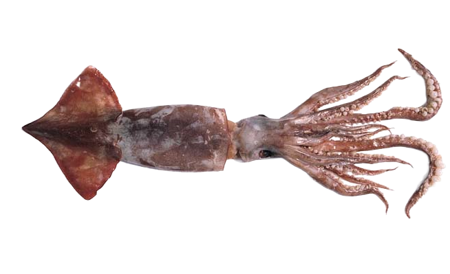 GIANT SQUID