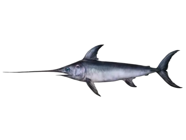 SWORDFISH
