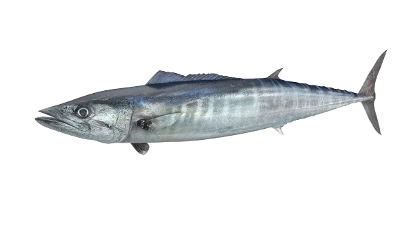 OTHER SPECIES - Ecuador